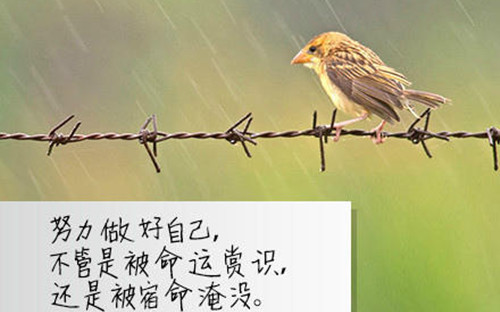 写香国公元园的作文300字（香国公园作文450字三年级）