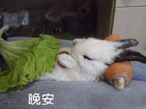 小白兔偷吃胡萝卜的作文（小白兔喂小兔子吃胡萝卜的作文）