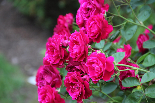 玫瑰花有几种颜色作文（描写玫瑰花的3百字优秀作文）