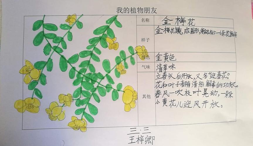 三年级手抄报我们的植物朋友(植物园手抄报推荐26张)