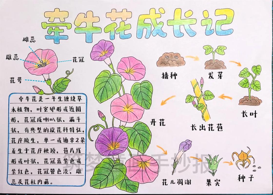 植物的生长过程怎么画手抄报(手抄报的花边21份)