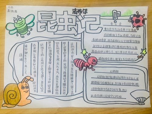 昆虫记手抄报a4纸简单画(昆虫记手抄报28份)