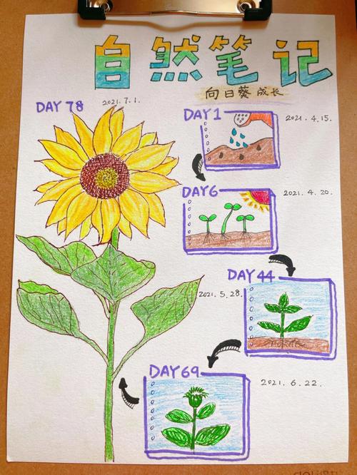三年级关于植物的手抄报图片大全(植物园手抄报22张)