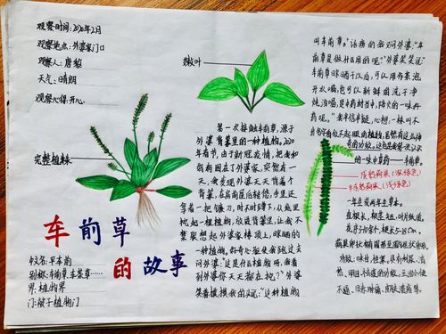 植物自然笔记手抄报图片