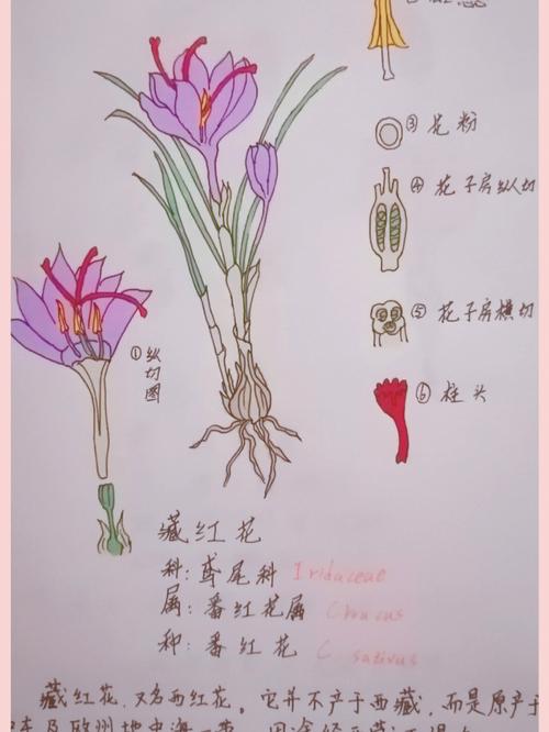 紫荆花手抄报模板(保护植物手抄报精选23份)