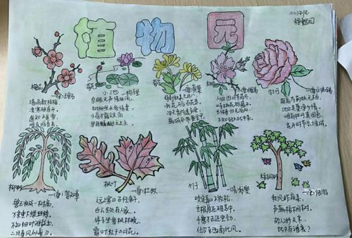 植物手抄报四年级简单漂亮(植物园手抄报作品27幅)