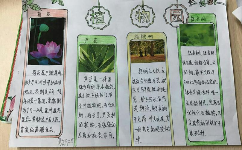 做一年级关于植物的手抄报(踏青手抄报最新21张)