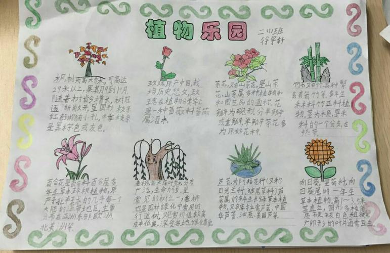 四年级观察植物的手抄报的文字(植物园手抄报精选26份)