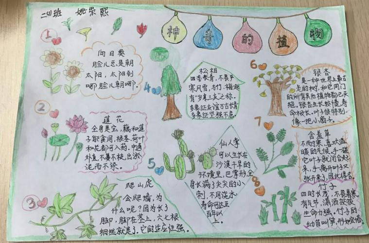 植物类手抄报三年级简单字超少(植物园手抄报作品23张)