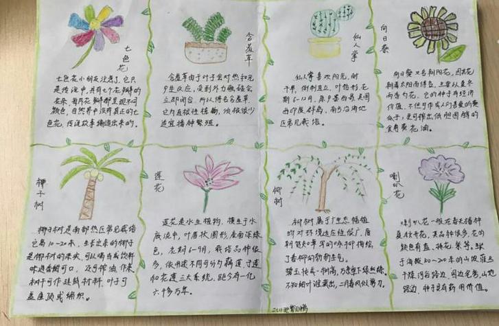 关于植物的手抄报要有文字(保护植物手抄报22幅)